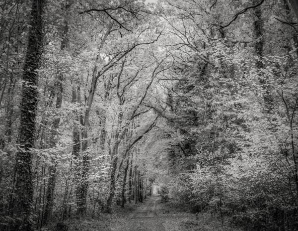 Jeffrey Conley, Forest Path, France, 2018, Printed 2024