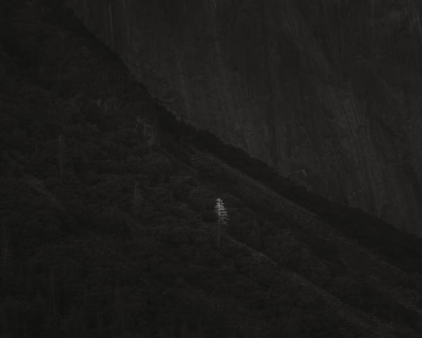 Jeffrey Conley, Last Light, Tree, Yosemite Valley, 2019