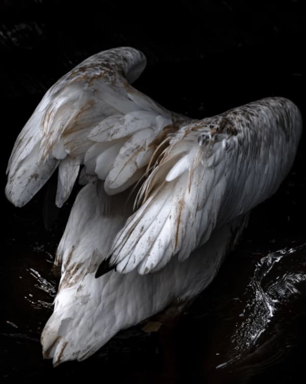 Anastasia Samoylova, Diving Pelican , 2018