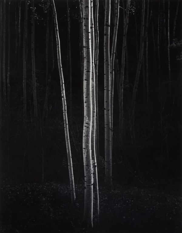 Ansel Adams, Aspens, New Mexico, 1958