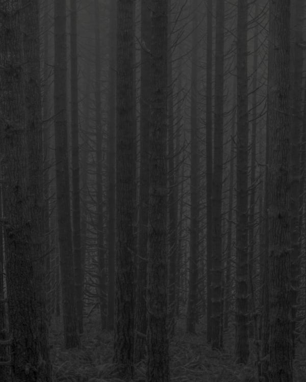 Jeffrey Conley, Morning Fog, Forest, Oregon, 2022, Printed 2025