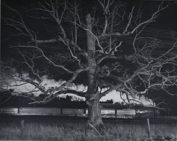 O. Winston Link, Giant Oak, Max Meadows, 1957