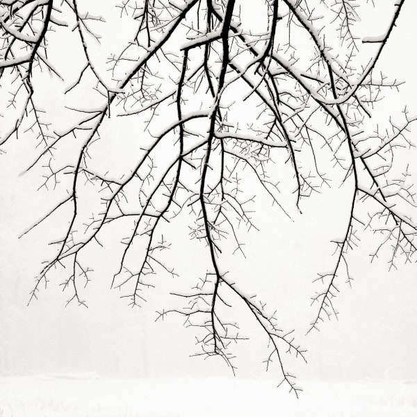 Jeffrey Conley, Hanging Branches with Snow, 2005, printed 2017