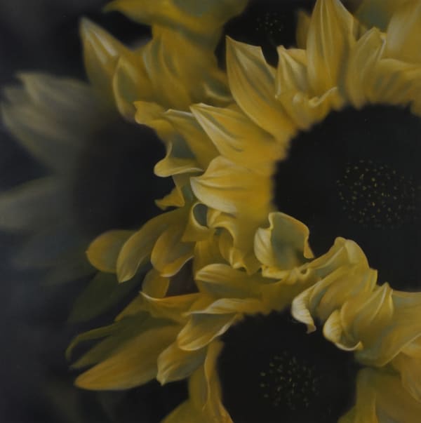 Brigitte Carnochan, Massed Sunflowers, 2006