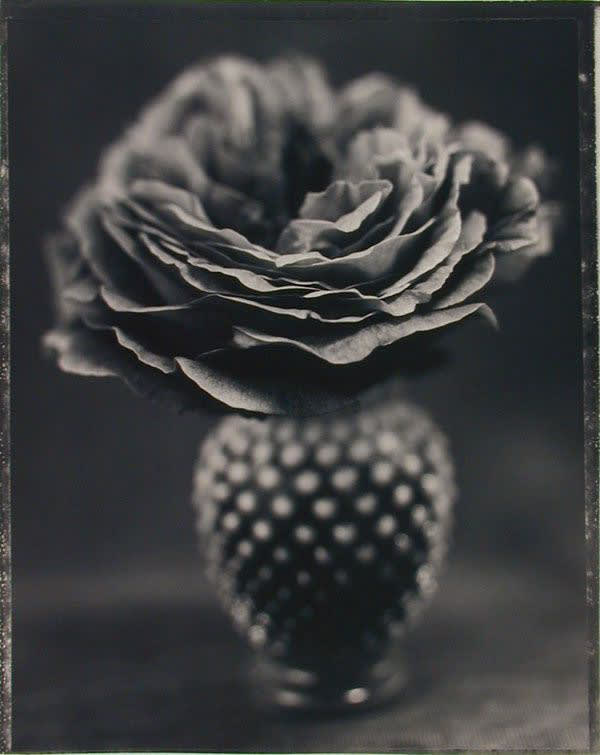 Ron Van Dongen, Rosa 'Othello' I, May 1997/Printed September 17, 1999