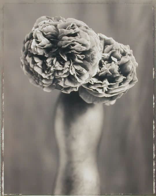 Ron Van Dongen, Rosa 'Jacoba', 1999