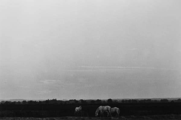 Lilo Raymond, Horses, 1989