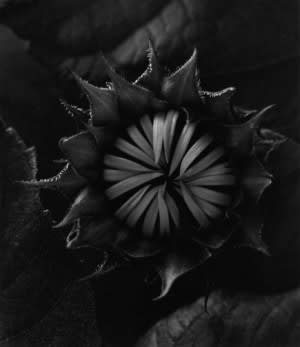Paul Caponigro, Sunflower, Winthrop, Massachusetts, 1965