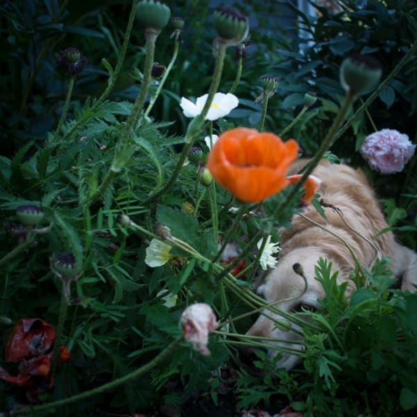 Cig Harvey, Scarlet in the Poppies, Rockport, Maine, 2014