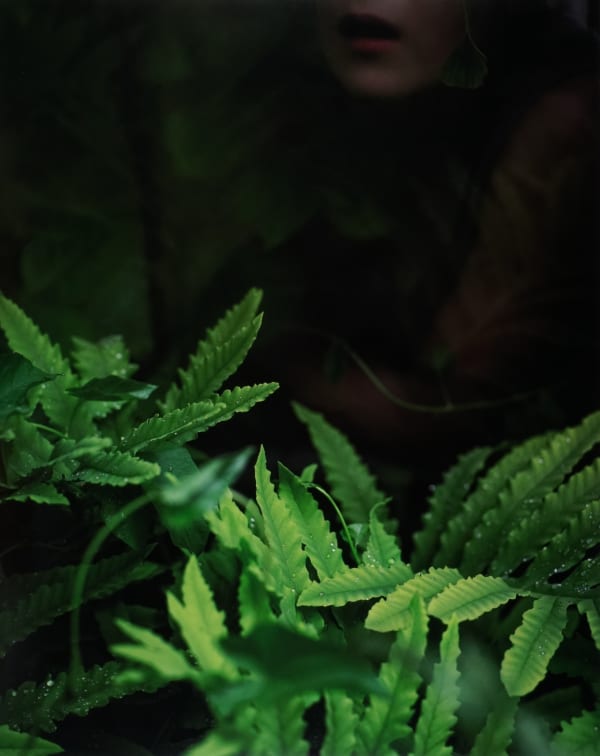 Cig Harvey, New Ferns, Camden, Maine, 2019