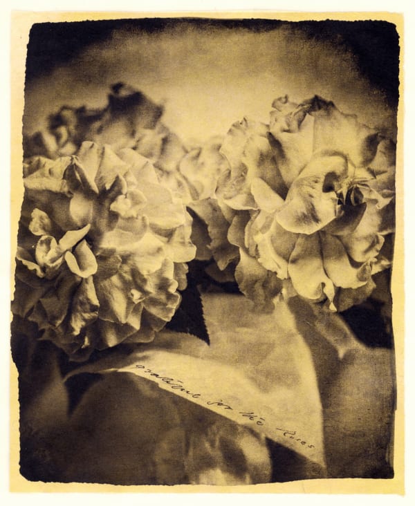 Brigitte Carnochan, Grateful for the Roses, 2018