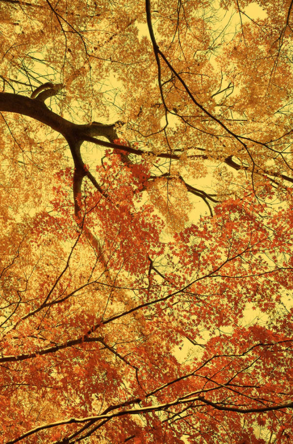 Paul Cupido, Hommage to Kato I, 2021