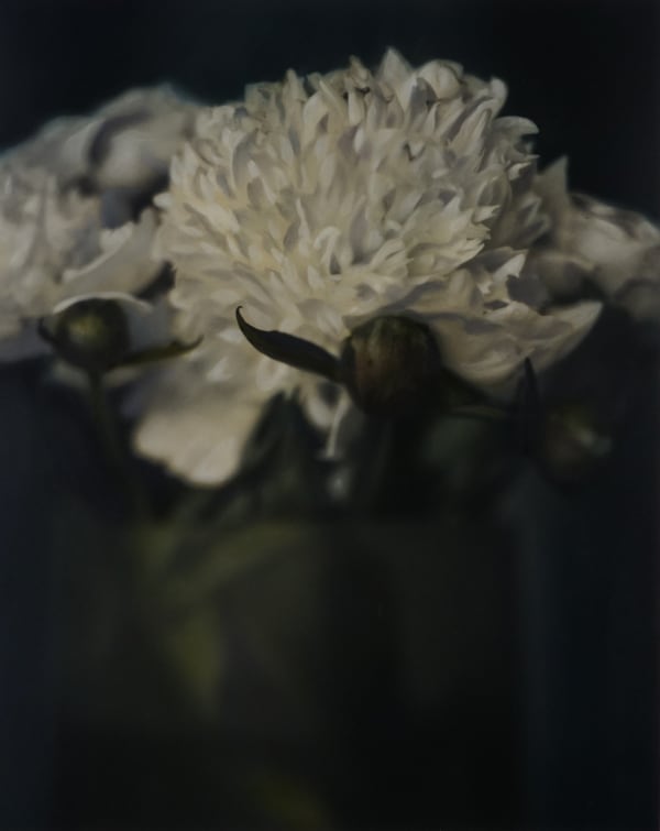 Brigitte Carnochan, Peony Bouquet, 1999