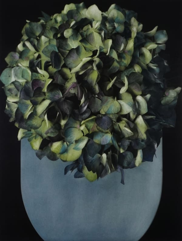 Brigitte Carnochan, Blue Hydrangea, 2000