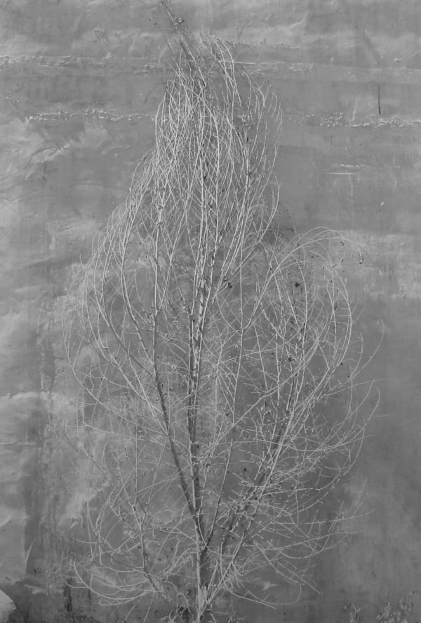 Paul Caponigro, Bare Tree & Adobe Wall, Taos, New Mexico, 1975/Printed 1976