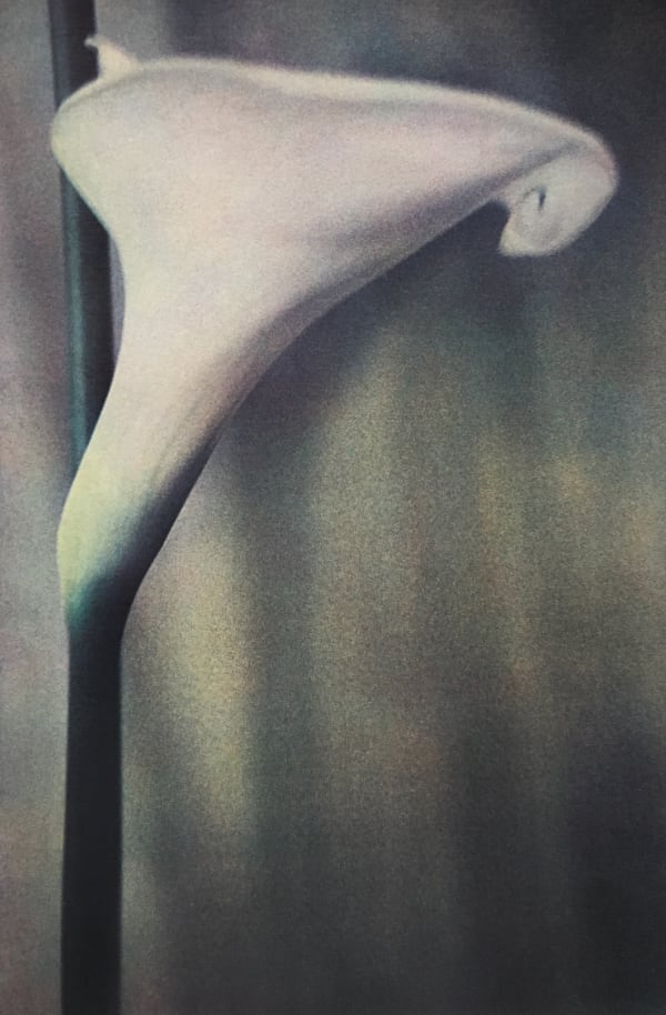 Sheila Metzner, Calla., 1980, printed 2017