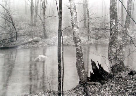 Paul Caponigro, Redding Woods, 1968/Printed 1969