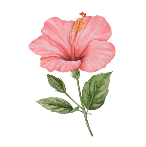 Ishita Chakraborty, In Passage Tropical, Hibiscus, 2025