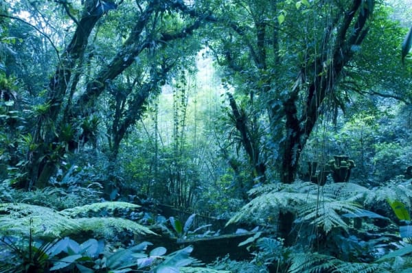 Melanie Smith, Jungle, 2010