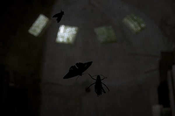 Melanie Smith, Fly, 2010