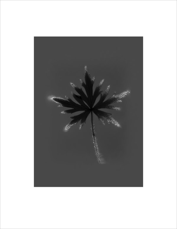 Marie-Jeanne Musiol, Corps de lumière no 894 (Renoncule) / Bodies of Light no. 894 (Ranunculus), 2024