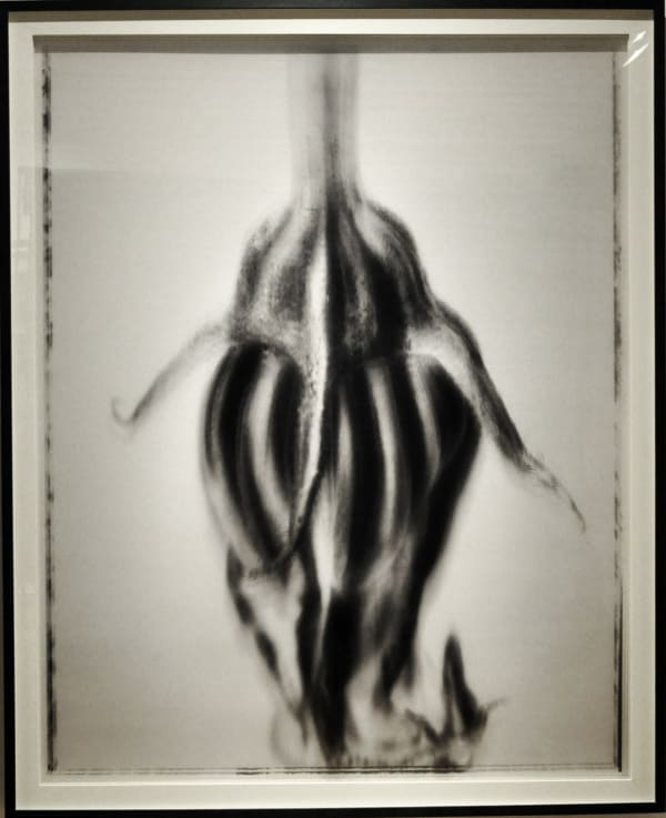 Roberto Pellegrinuzzi, Nature morte (Fleur de courgette II) , 2012