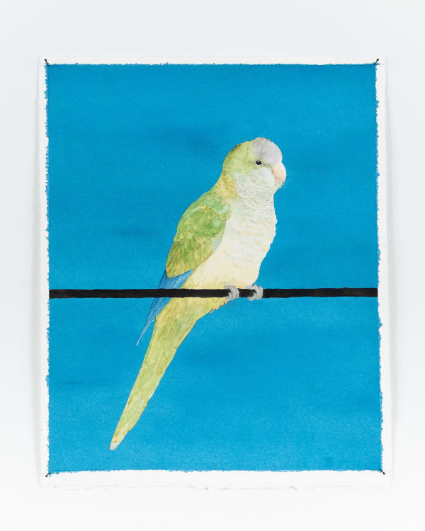 Ripley Whiteside, Monk Parakeet / Tame Animals Return to the Wild, 2022