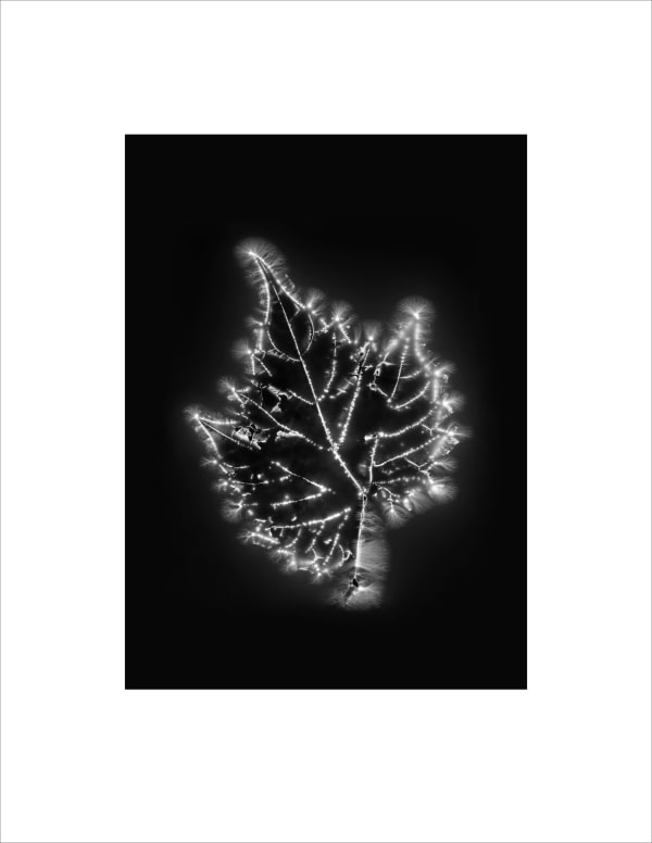 Marie-Jeanne Musiol, Corps de lumière no 743 (Vigne) / Bodies of Light no. 743 (Vine), 2024