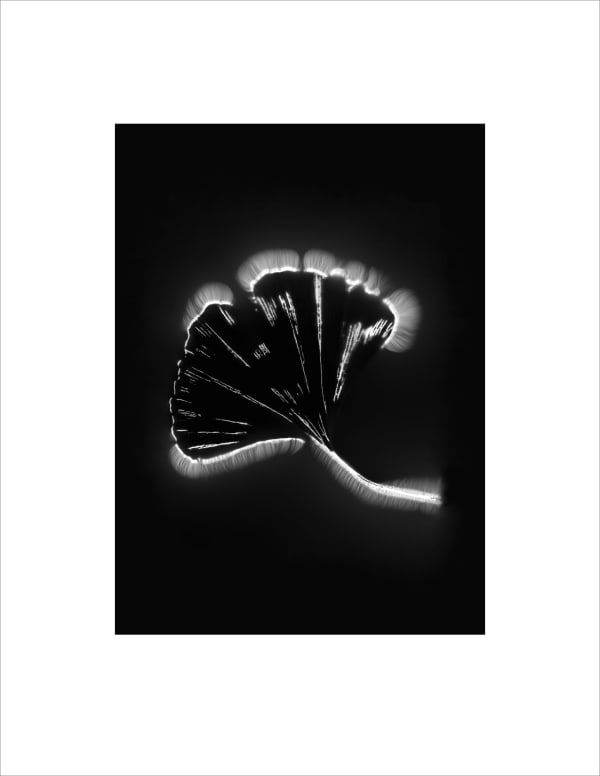 Marie-Jeanne Musiol, Corps de lumière no 489 (Gingko) / Bodies of Light no. 489 (Gingko), 2024