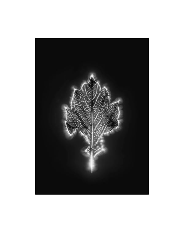 Marie-Jeanne Musiol, Corps de lumière no 380 (Feuille) / Bodies of Light no. 380 (Leaf), 2024