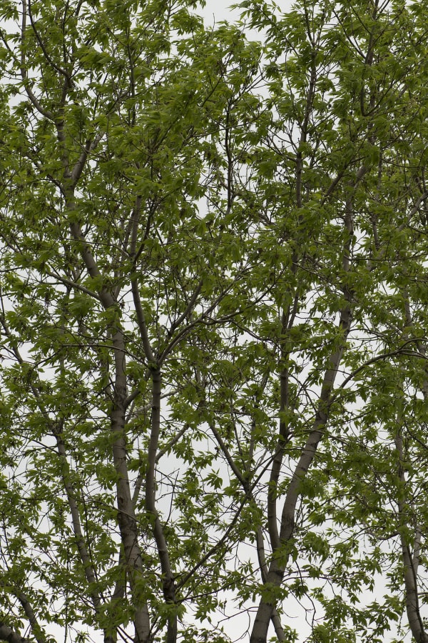Chih-Chien Wang, Leaves and white sky #4, 2014