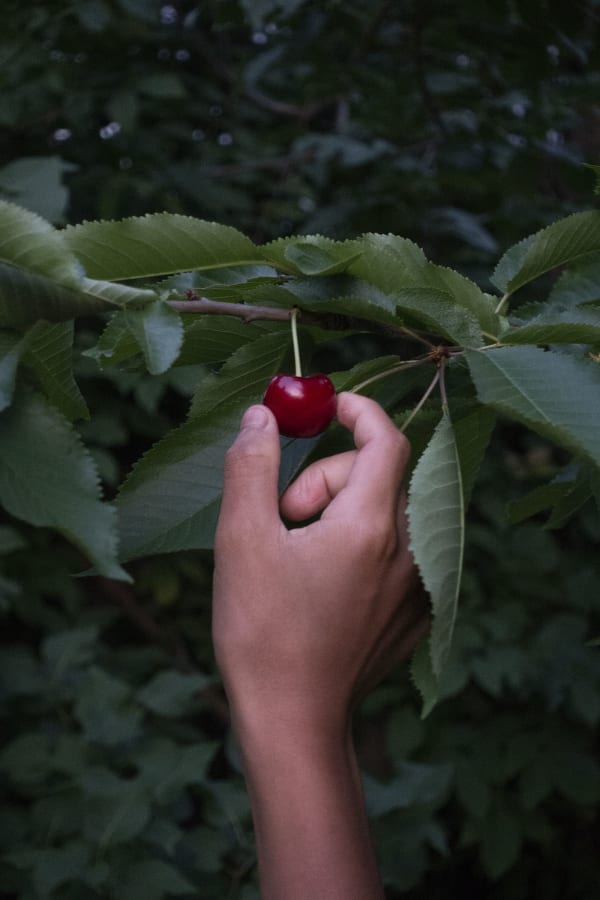 Chih-Chien Wang, Pick Cherry, 2020