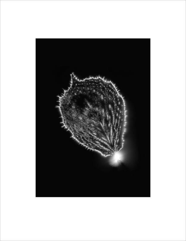 Marie-Jeanne Musiol, Corps de lumière no 435 (Noisetier) / Bodies of Light no. 435 (Hazel), 2024