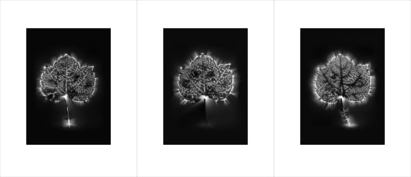 Marie-Jeanne Musiol, Corps de lumière no 193 + 197 + 198 (Vigne) / Bodies of Light no. 193 + 197 + 198 (Vine), 2024