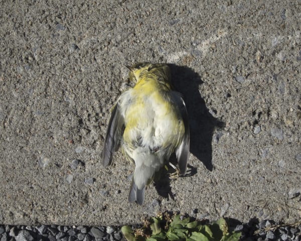 Chih-Chien Wang, Bird on Ground, 2014