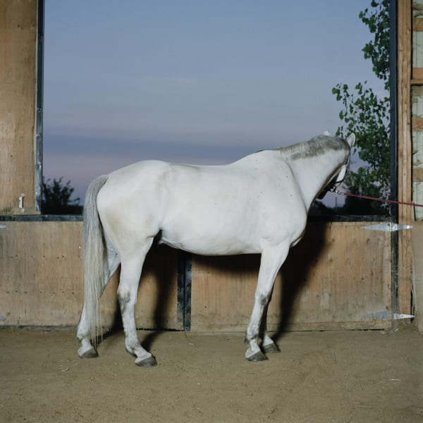 Chih-Chien Wang, Horse Looks Away, 2005