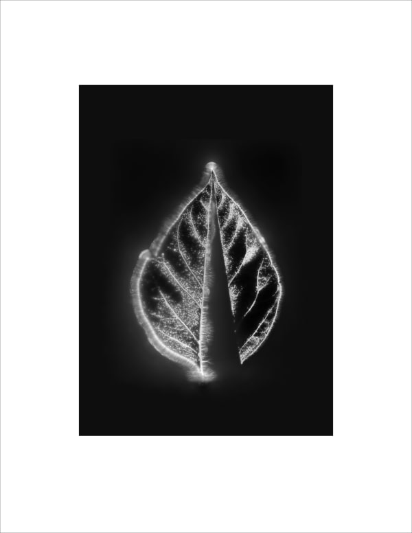 Marie-Jeanne Musiol, Corps de lumière no 1139 (Érable) / Bodies of Light no. 1139 (Maple), 2024