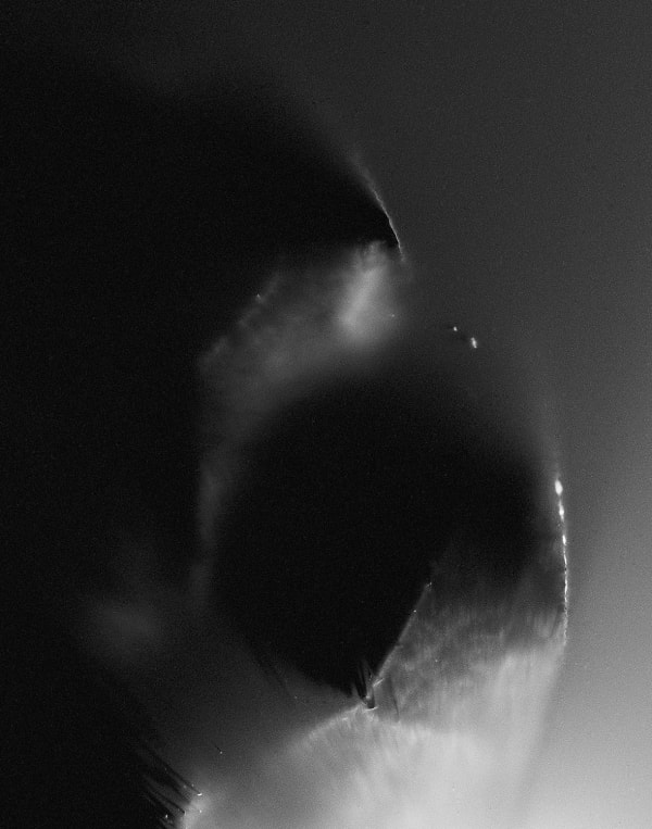 Marie-Jeanne Musiol, Nébuleuses végétales no 10 (Géranium), 2018