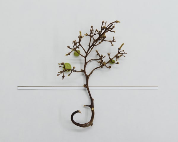 Chih-Chien Wang, What You Found Only Exists in Another World : Tree, 2018