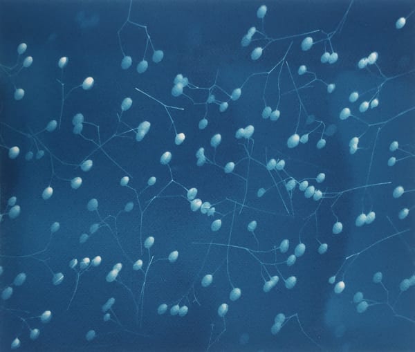 Loren Williams, Linden Constellations 3, 2022