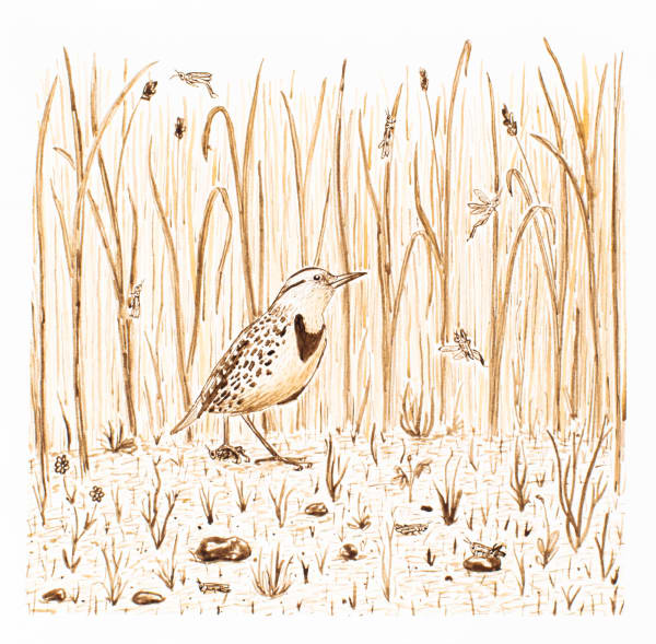 Ripley Whiteside, Meadowlark & Grasshoppers, 2012