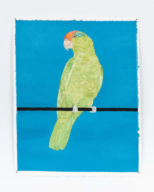 Ripley Whiteside, Red Crowned Parrot / Tame Animals Return to the Wild, 2022