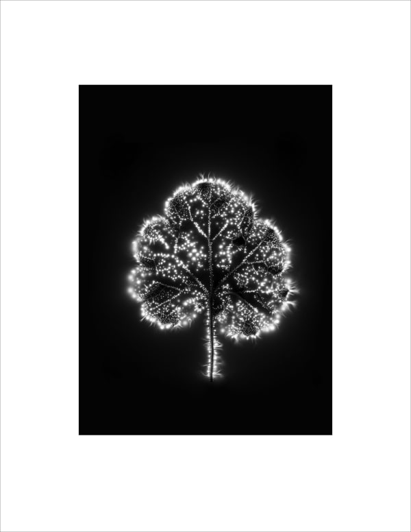 Marie-Jeanne Musiol, Corps de lumière no 322 (Heuchère) / Bodies of Light no. 322 (Heuchera), 2018