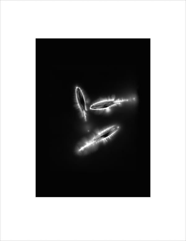 Marie-Jeanne Musiol, Corps de lumière no 265 (Samares de frêne) / Bodies of Light no. 265 (Ash keys), 2024