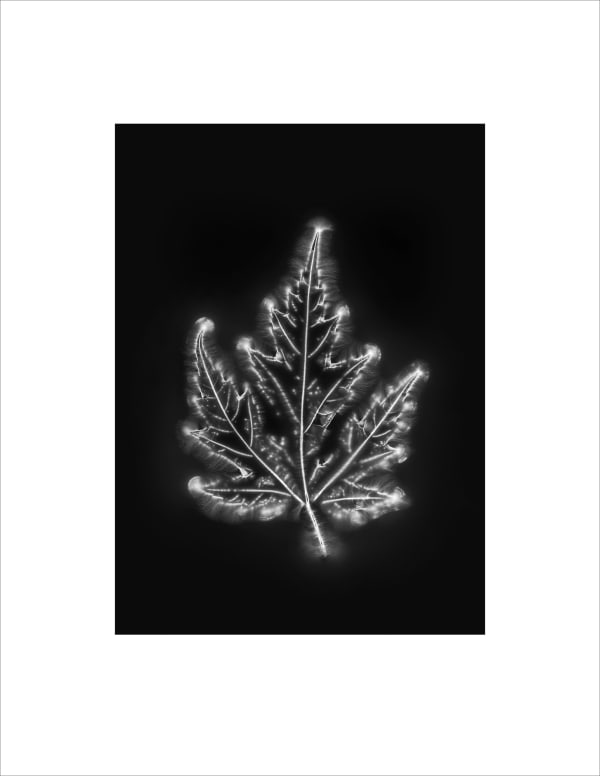 Marie-Jeanne Musiol, Corps de lumière no 1102 (Érable) / Bodies of Light no. 1102 (Maple), 2018