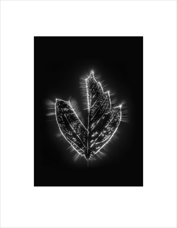 Marie-Jeanne Musiol, Corps de lumière no 249 (Érable) / Bodies of Light no. 249 (Maple), 2018