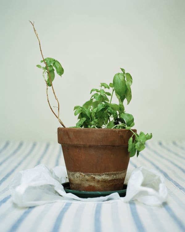 Chih-Chien Wang, Pot on Bed, 2007