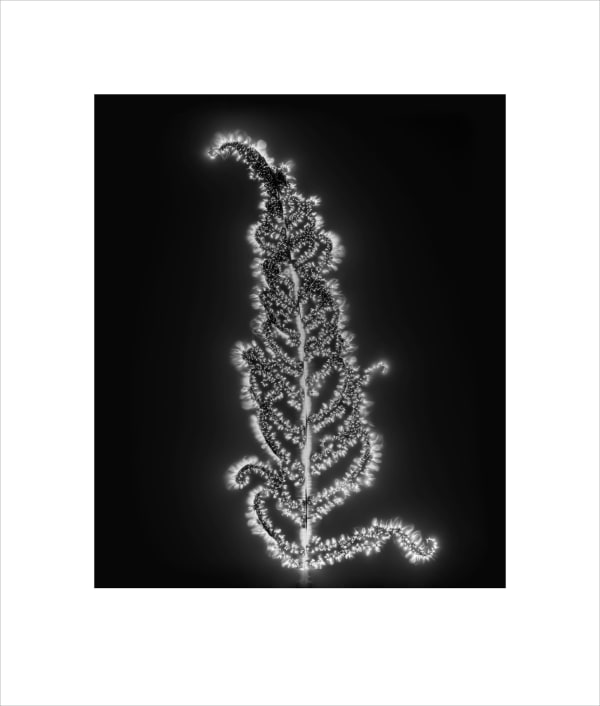 Marie-Jeanne Musiol, Corps de lumière no 57 GR (Fougère) / Bodies of Light no. 57 GR (Fern), 2024