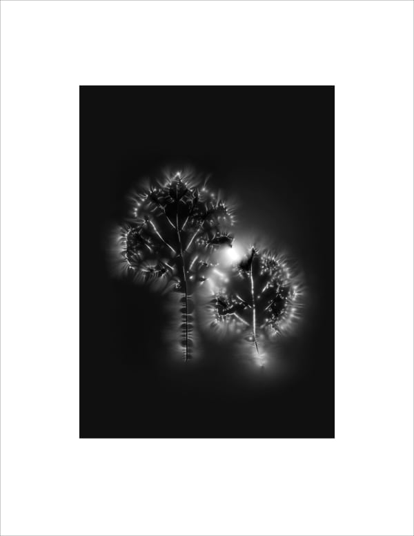 Marie-Jeanne Musiol, Corps de lumière no 397 (Deux feuilles) / Bodies of Light no. 397 (Two leaves), 2022