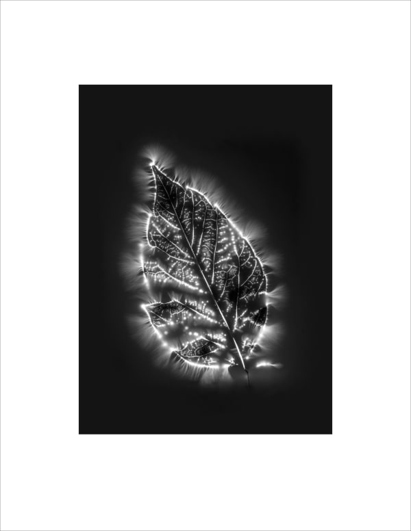 Marie-Jeanne Musiol, Corps de lumière no 139 (Érable) / Bodies of Light no. 139 (Maple), 2024